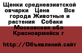 Щенки среднеазиатской овчарки › Цена ­ 1 - Все города Животные и растения » Собаки   . Московская обл.,Красноармейск г.